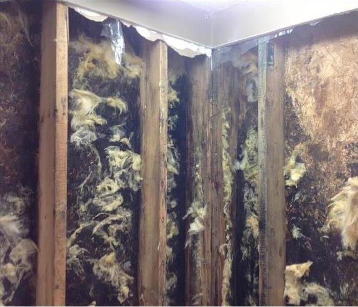 Mold Infestation in a Wall.