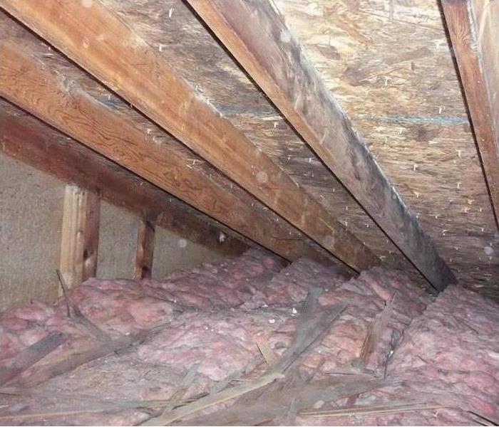 mold attic